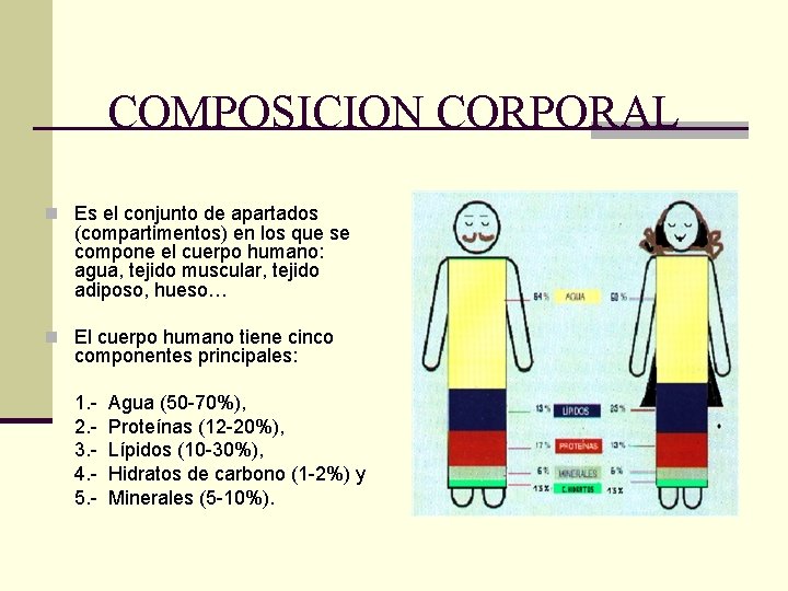 COMPOSICION CORPORAL n Es el conjunto de apartados (compartimentos) en los que se compone