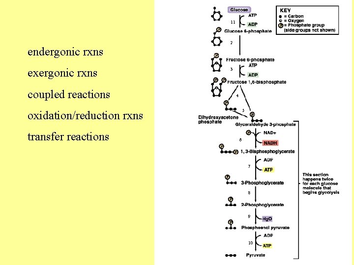 11 endergonic rxns exergonic rxns coupled reactions 2 3 4 5 oxidation/reduction rxns transfer