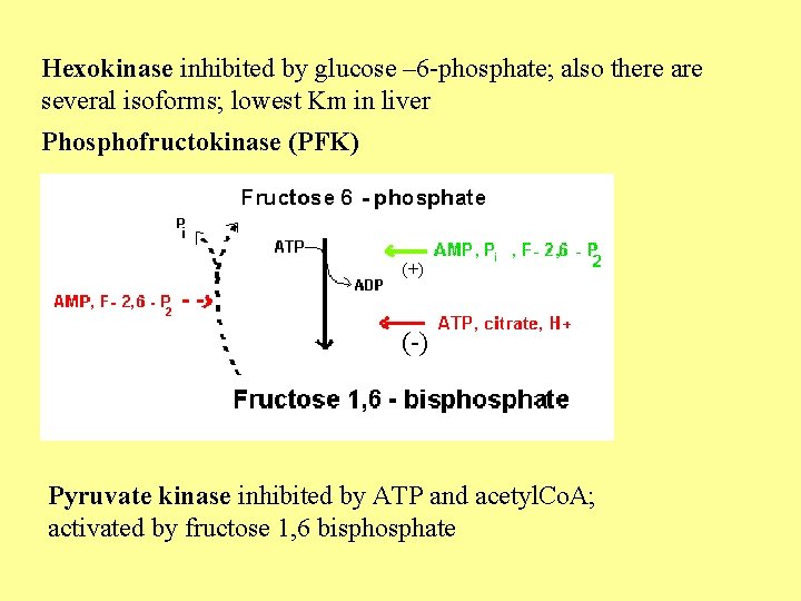 Hexokinase inhibited by glucose – 6 -phosphate; also there are several isoforms; lowest Km