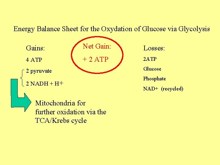 Energy Balance Sheet for the Oxydation of Glucose via Glycolysis Gains: Net Gain: Losses: