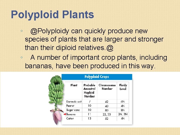 Polyploid Plants ◦ @Polyploidy can quickly produce new species of plants that are larger