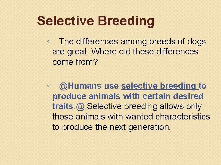 Selective Breeding ◦ The differences among breeds of dogs are great. Where did these