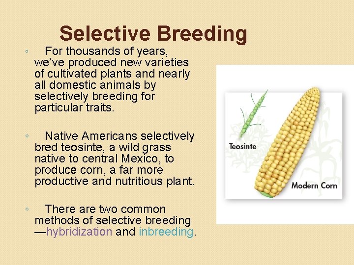 Selective Breeding ◦ For thousands of years, we’ve produced new varieties of cultivated plants