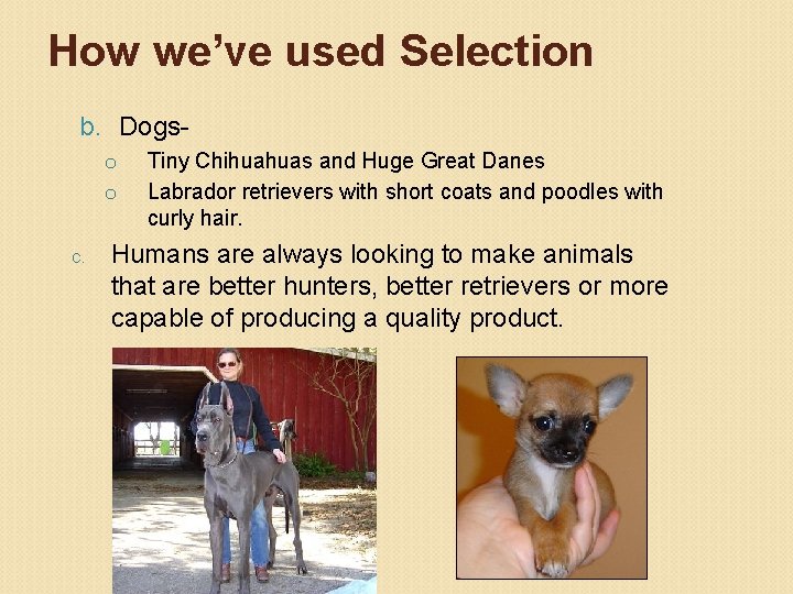 How we’ve used Selection b. Dogso o c. Tiny Chihuahuas and Huge Great Danes