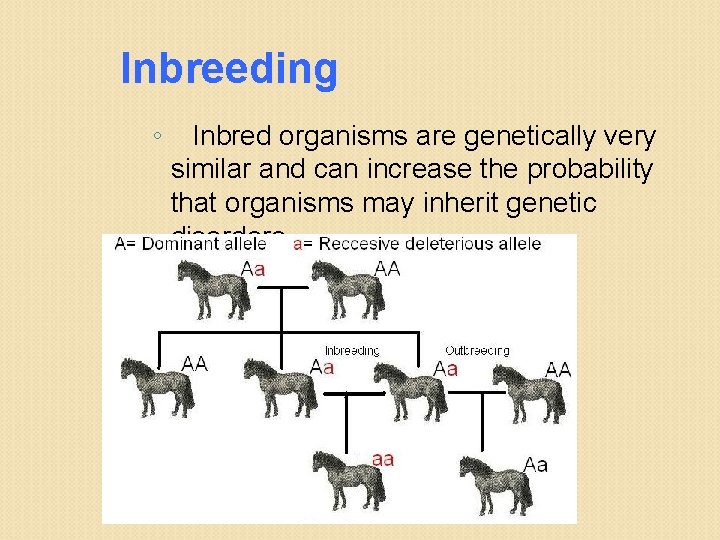 Inbreeding ◦ Inbred organisms are genetically very similar and can increase the probability that