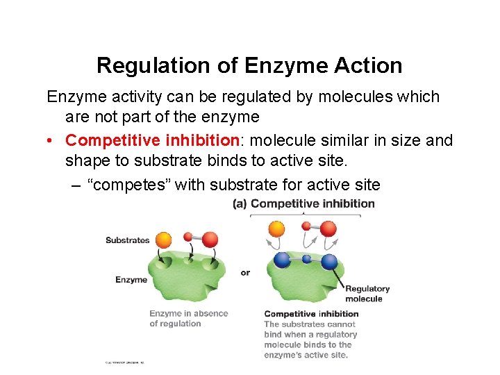 Regulation of Enzyme Action Enzyme activity can be regulated by molecules which are not Regulation of Enzyme Action Enzyme activity can be regulated by molecules which are not