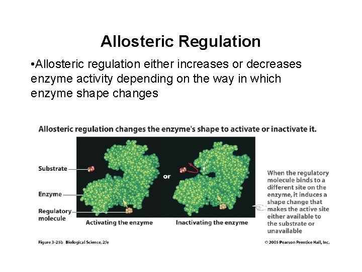 Allosteric Regulation • Allosteric regulation either increases or decreases enzyme activity depending on the Allosteric Regulation • Allosteric regulation either increases or decreases enzyme activity depending on the