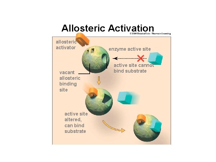 Allosteric Activation allosteric activator vacant allosteric binding site active site altered, can bind substrate Allosteric Activation allosteric activator vacant allosteric binding site active site altered, can bind substrate