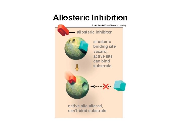 Allosteric Inhibition allosteric inhibitor allosteric binding site vacant; active site can bind substrate active Allosteric Inhibition allosteric inhibitor allosteric binding site vacant; active site can bind substrate active