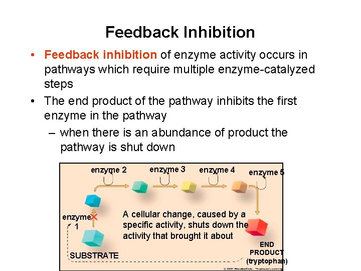 Feedback Inhibition • Feedback inhibition of enzyme activity occurs in pathways which require multiple Feedback Inhibition • Feedback inhibition of enzyme activity occurs in pathways which require multiple