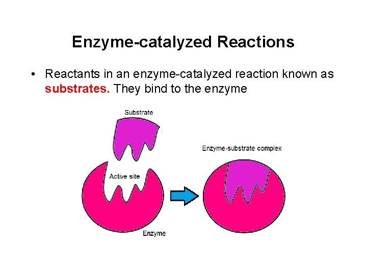 Enzyme-catalyzed Reactions • Reactants in an enzyme-catalyzed reaction known as substrates. They bind to Enzyme-catalyzed Reactions • Reactants in an enzyme-catalyzed reaction known as substrates. They bind to