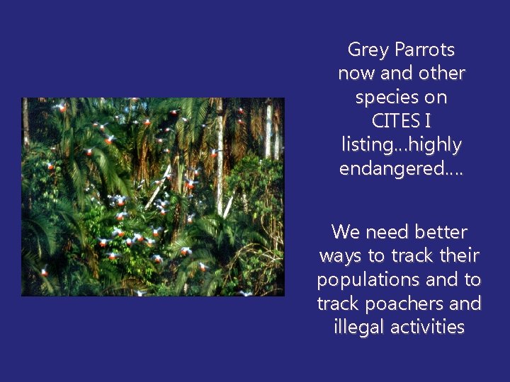 Grey Parrots now and other species on CITES I listing…highly endangered…. We need better
