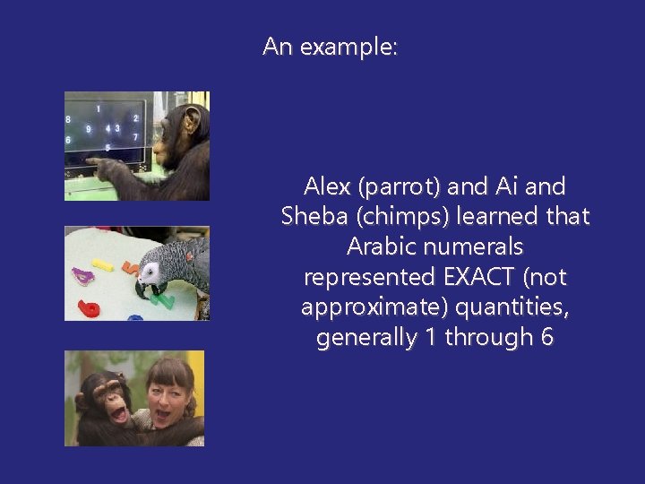 An example: Alex (parrot) and Ai and Sheba (chimps) learned that Arabic numerals represented