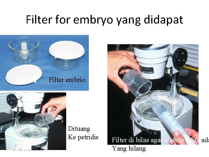 Filter for embryo yang didapat Filter embrio Dituang Ke petridis Trinil S, Unibraw 2005