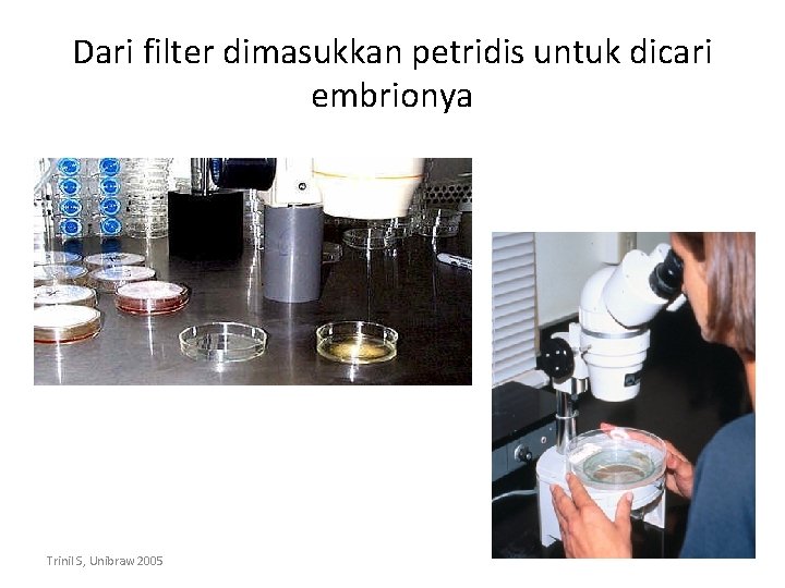 Dari filter dimasukkan petridis untuk dicari embrionya Trinil S, Unibraw 2005 