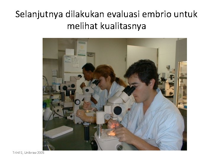 Selanjutnya dilakukan evaluasi embrio untuk melihat kualitasnya Trinil S, Unibraw 2005 