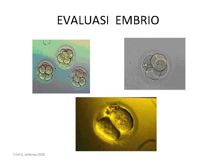 EVALUASI EMBRIO Trinil S, Unibraw 2005 