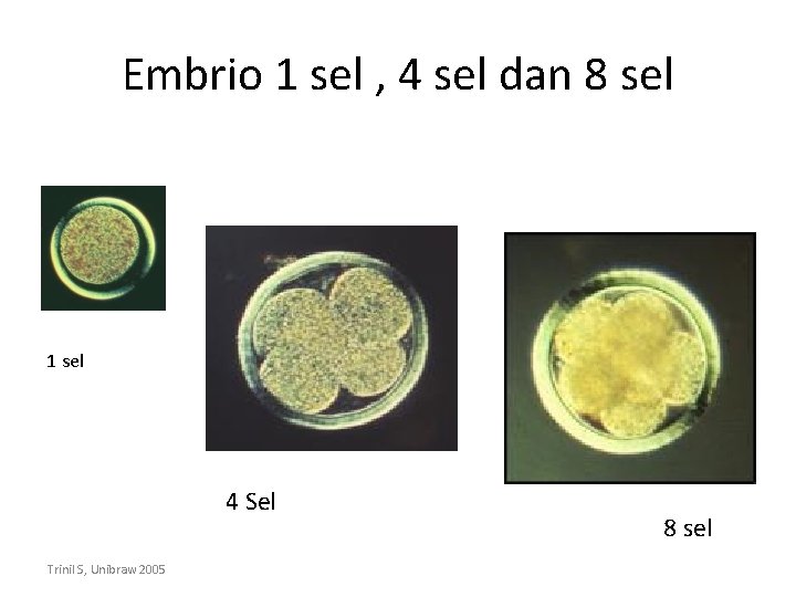 Embrio 1 sel , 4 sel dan 8 sel 1 sel 4 Sel Trinil