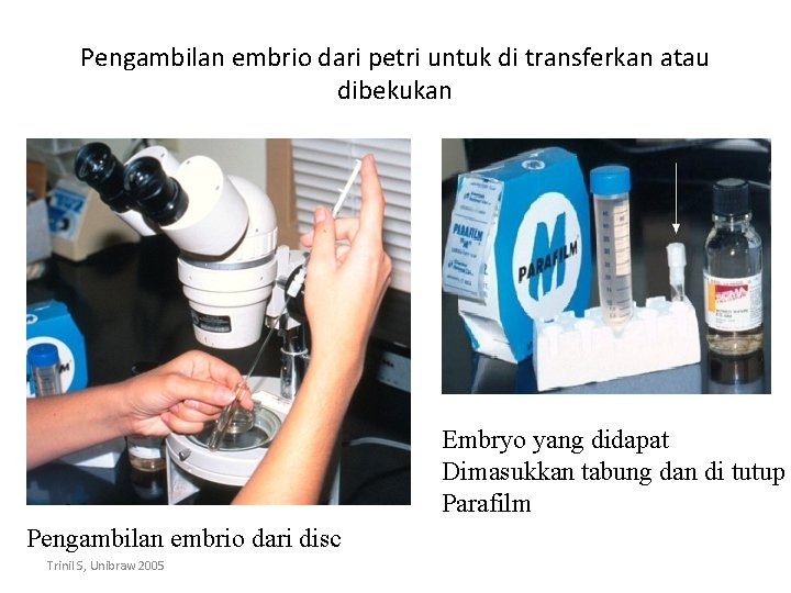 Pengambilan embrio dari petri untuk di transferkan atau dibekukan Embryo yang didapat Dimasukkan tabung