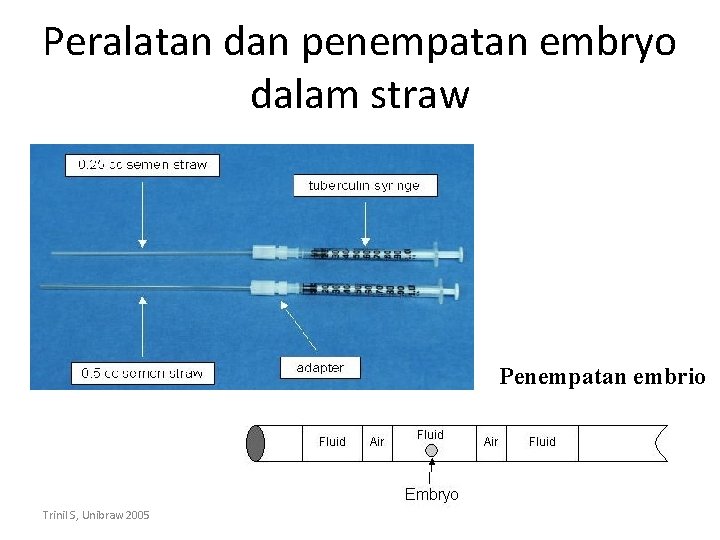 Peralatan dan penempatan embryo dalam straw Penempatan embrio Trinil S, Unibraw 2005 