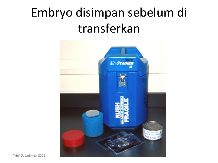 Embryo disimpan sebelum di transferkan Trinil S, Unibraw 2005 