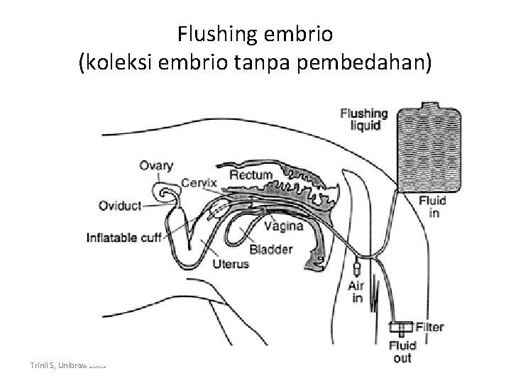 Flushing embrio (koleksi embrio tanpa pembedahan) Trinil S, Unibraw 2005 