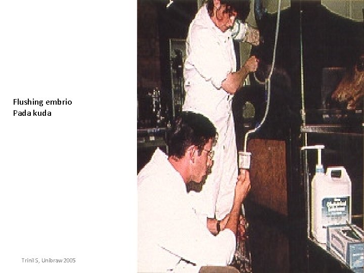 Flushing embrio Pada kuda Trinil S, Unibraw 2005 