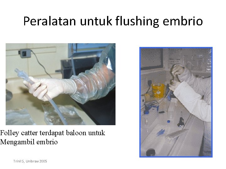 Peralatan untuk flushing embrio Folley catter terdapat baloon untuk Mengambil embrio Trinil S, Unibraw