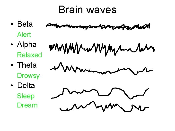 Brain waves • Beta Alert • Alpha Relaxed • Theta Drowsy • Delta Sleep