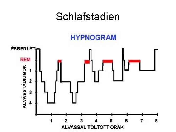 Schlafstadien Schlafkurve 