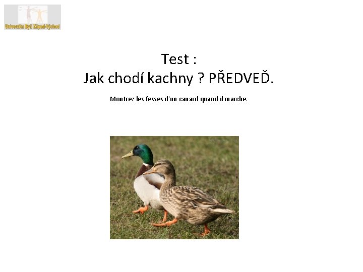 Test : Jak chodí kachny ? PŘEDVEĎ. Montrez les fesses d'un canard quand il