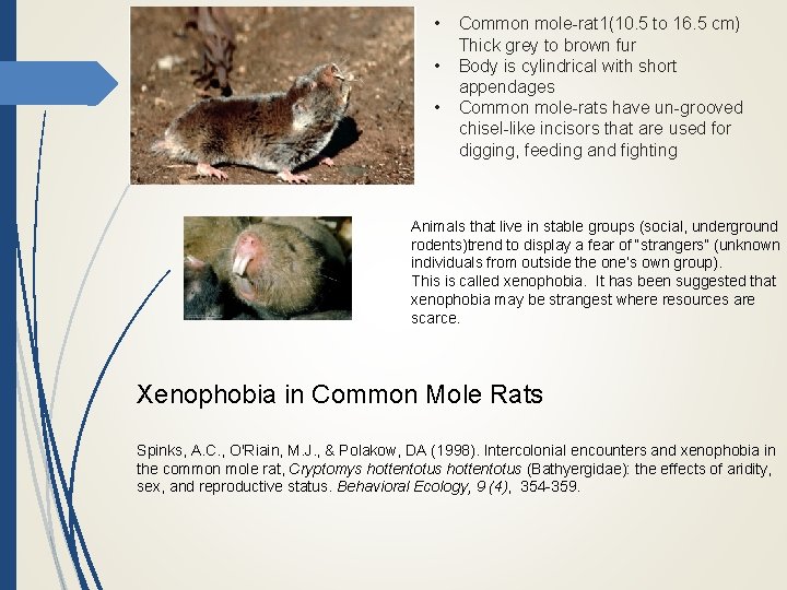  • • • Common mole-rat 1(10. 5 to 16. 5 cm) Thick grey