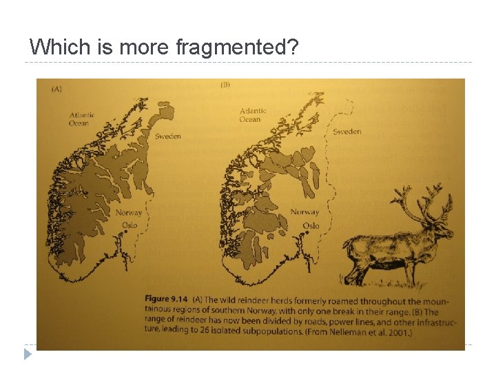 Which is more fragmented? 