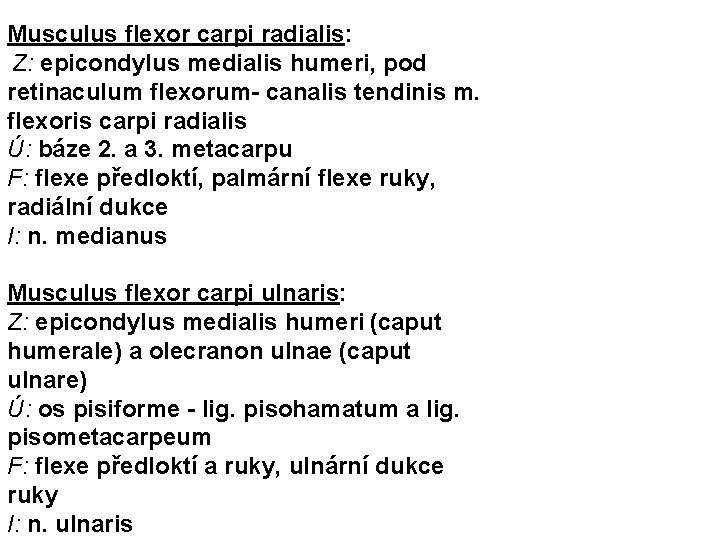 Musculus flexor carpi radialis: Z: epicondylus medialis humeri, pod retinaculum flexorum- canalis tendinis m.