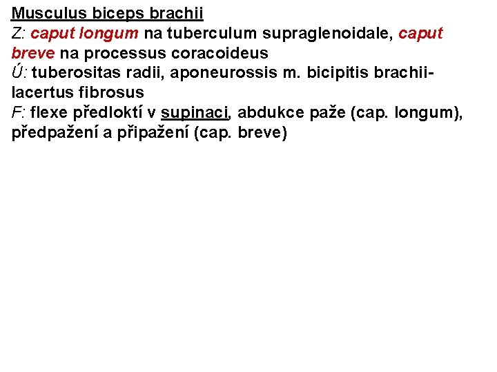 Musculus biceps brachii Z: caput longum na tuberculum supraglenoidale, caput breve na processus coracoideus