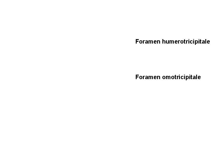 Foramen humerotricipitale Foramen omotricipitale 