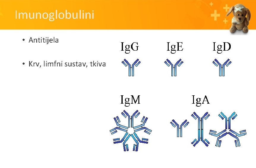 Imunoglobulini • Antitijela • Krv, limfni sustav, tkiva 