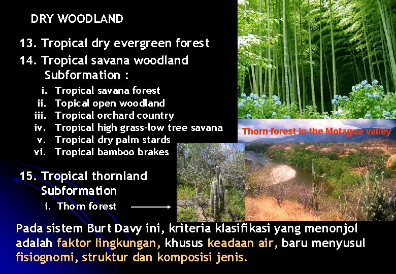 DRY WOODLAND 13. Tropical dry evergreen forest 14. Tropical savana woodland Subformation : i.