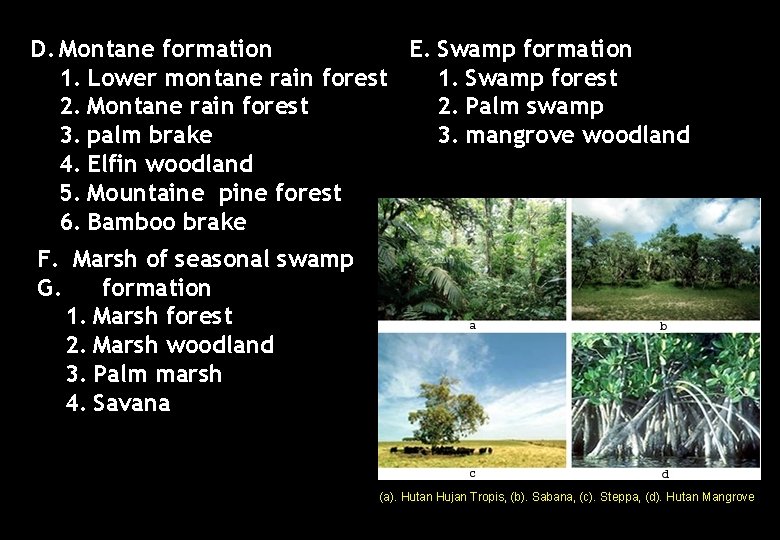 D. Montane formation E. Swamp formation 1. Lower montane rain forest 1. Swamp forest