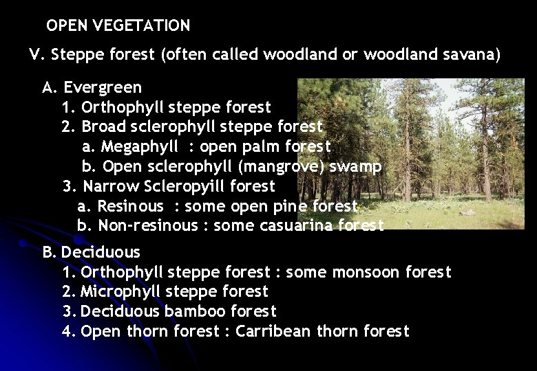 OPEN VEGETATION V. Steppe forest (often called woodland or woodland savana) A. Evergreen 1.