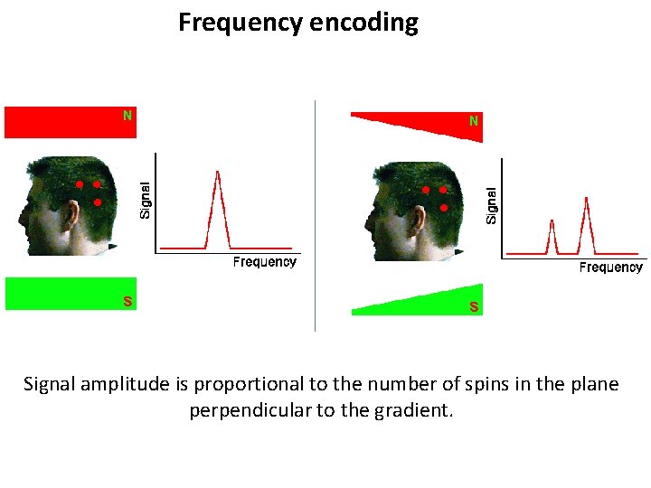 Frequency encoding Signal amplitude is proportional to the number of spins in the plane