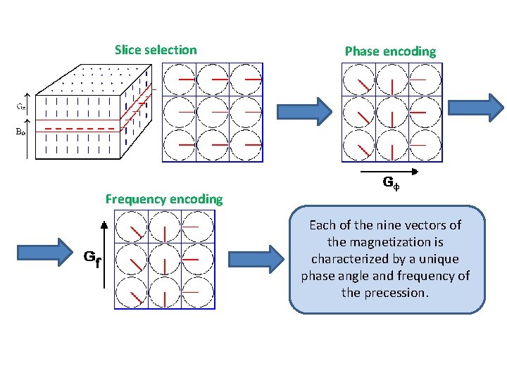 Slice selection Phase encoding Frequency encoding Each of the nine vectors of the magnetization