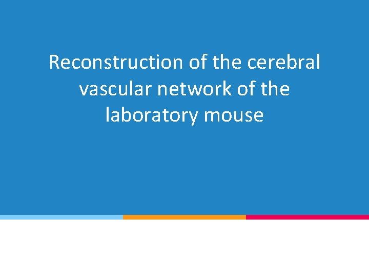 Reconstruction of the cerebral vascular network of the laboratory mouse 