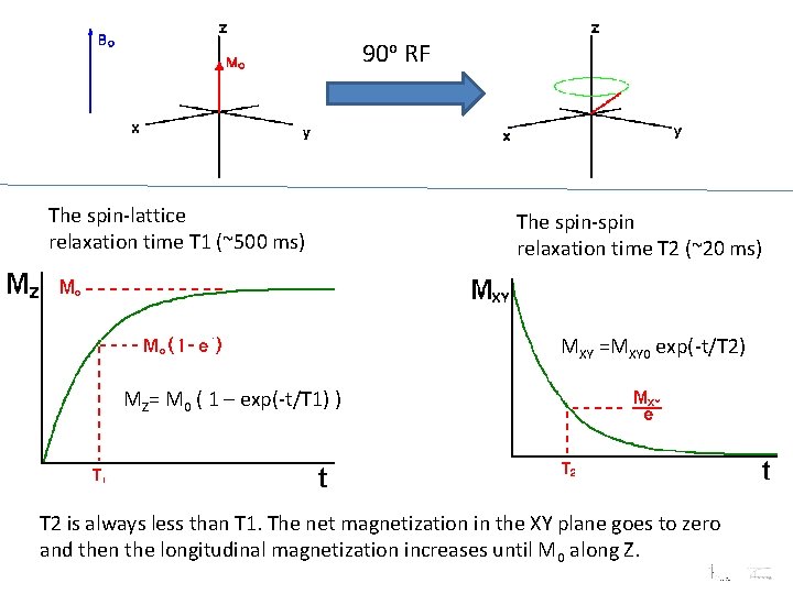 90 о RF The spin-lattice relaxation time T 1 (~500 ms) The spin-spin relaxation