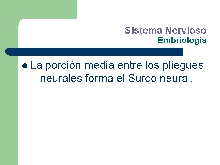 Sistema Nervioso Embriologia l La porción media entre los pliegues neurales forma el Surco