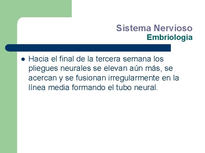 Sistema Nervioso Embriologia l Hacia el final de la tercera semana los pliegues neurales