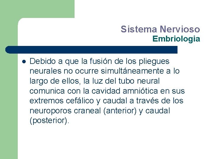 Sistema Nervioso Embriologia l Debido a que la fusión de los pliegues neurales no