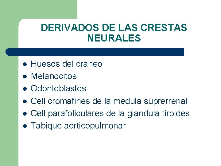 DERIVADOS DE LAS CRESTAS NEURALES l l l Huesos del craneo Melanocitos Odontoblastos Cell