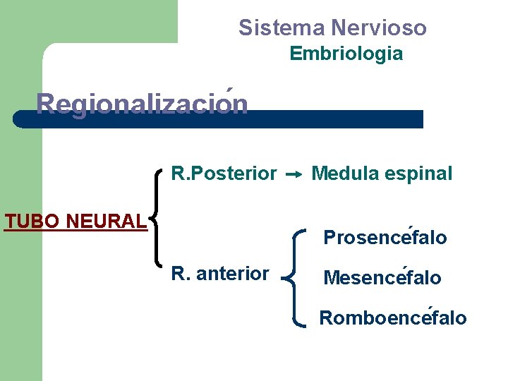 Sistema Nervioso Embriologia Regionalizacio n R. Posterior TUBO NEURAL Medula espinal Prosence falo R.