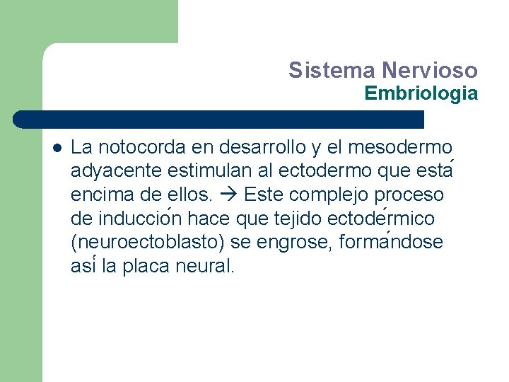 Sistema Nervioso Embriologia l La notocorda en desarrollo y el mesodermo adyacente estimulan al